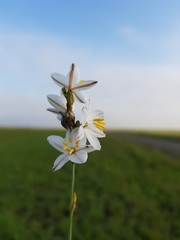 Chlorophytum fasciculatum