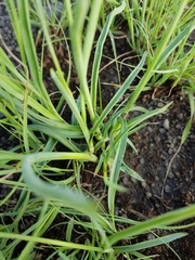 Chlorophytum fasciculatum