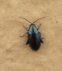 Phyllotreta nigripes