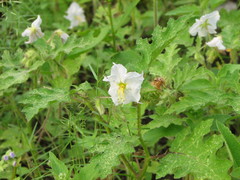 Solanum campechiense