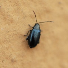 Phyllotreta nigripes