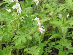 Solanum campechiense