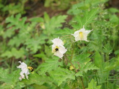 Solanum campechiense