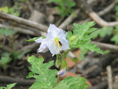 Solanum campechiense