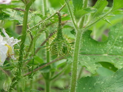 Solanum campechiense
