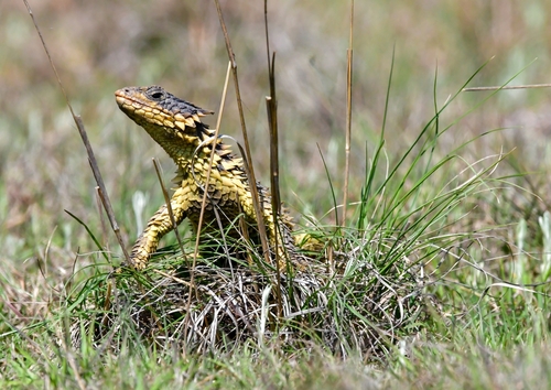 Smaug giganteus observed 2025-10-15