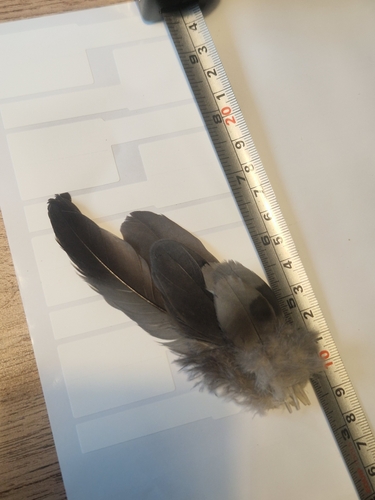 Plume de Pigeon colombin