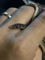 Atractus pantostictus
