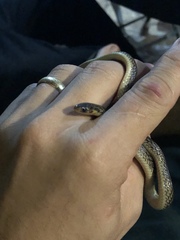 Atractus pantostictus