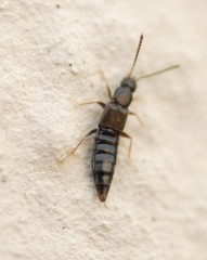 Aloconota
