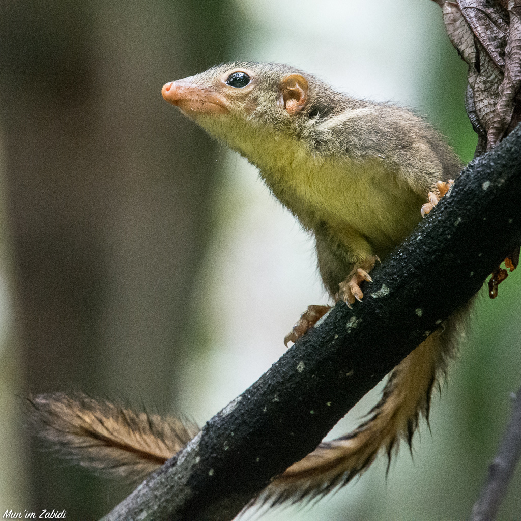 (Tupaia) - Know Your Mammals