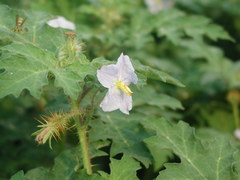 Solanum campechiense