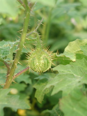 Solanum campechiense