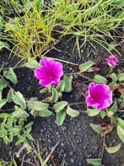 Ipomoea oblongata