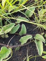 Ipomoea oblongata