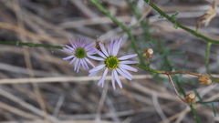 Erigeron breweri covillei
