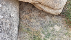 Erigeron breweri covillei