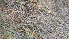 Erigeron breweri covillei