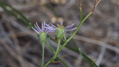Erigeron breweri covillei