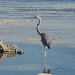Ardea herodias occidentalis × wardi