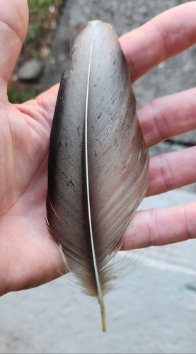 Plume de Gypaète barbu