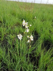 Chlorophytum fasciculatum