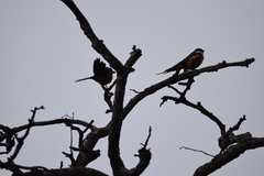 Cecropis senegalensis