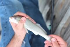 Menticirrhus