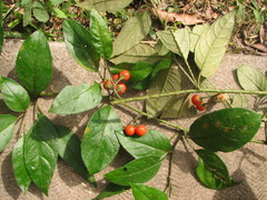 Solanum lanceifolium