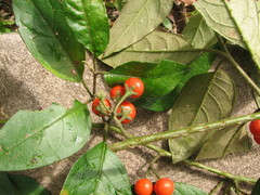 Solanum lanceifolium