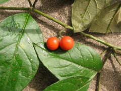 Solanum lanceifolium