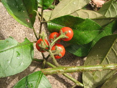 Solanum lanceifolium