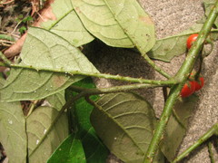 Solanum lanceifolium