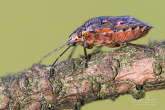 Holcogaster fibulata