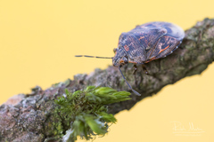 Holcogaster fibulata