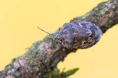 Holcogaster fibulata