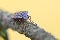 Holcogaster fibulata