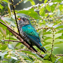 Chrysococcyx maculatus