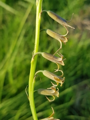 Dipcadi ciliare