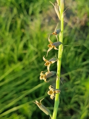 Dipcadi ciliare