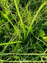 Dipcadi ciliare