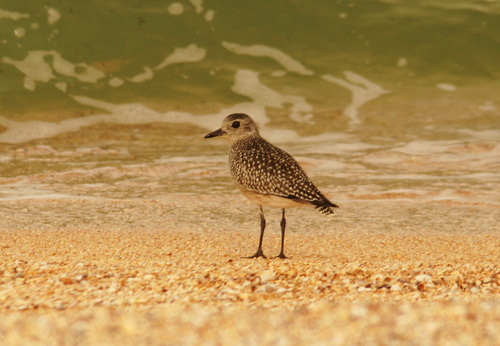 Chorlito gris (Pluvialis squatarola)