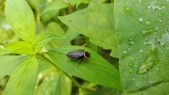 Hemithyrsocera palliata