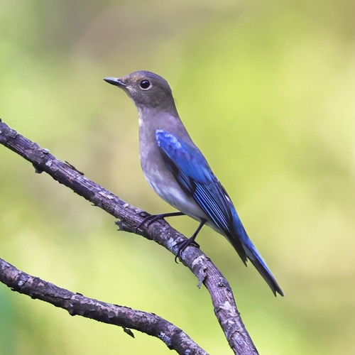 Blue-and-white Flycatcher