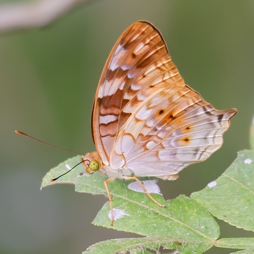 Tailed Rustic