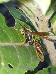 Polistes oculatus