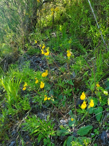 Calceolaria corymbosa (Calceolaria corymbosa)
