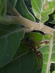 Polistes oculatus