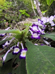 Codonoboea quinquevulnera