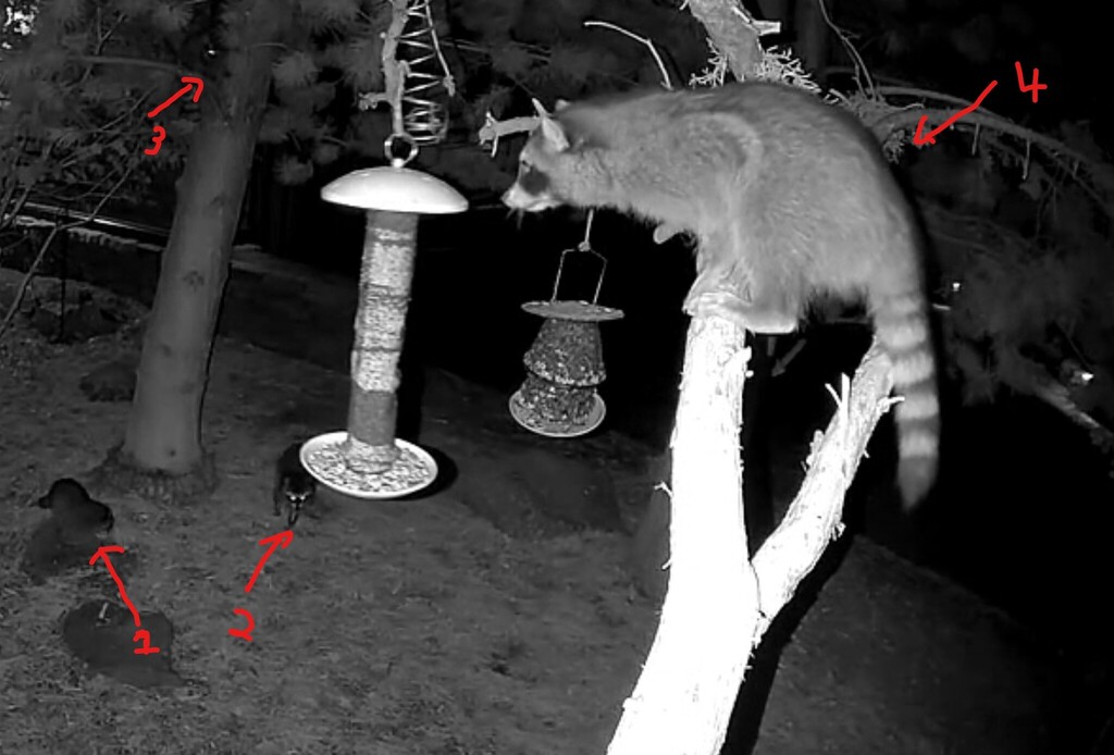 Common Raccoon from Archie Briggs Rd, Bend, OR 97703, USA on October 15 ...